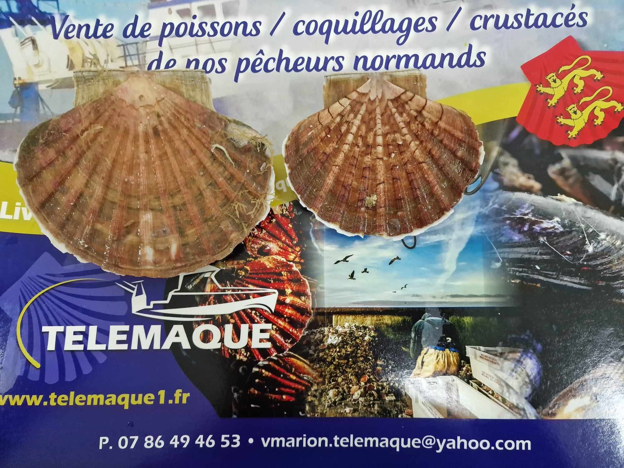 Coquilles st jacques + 13cm 6kg