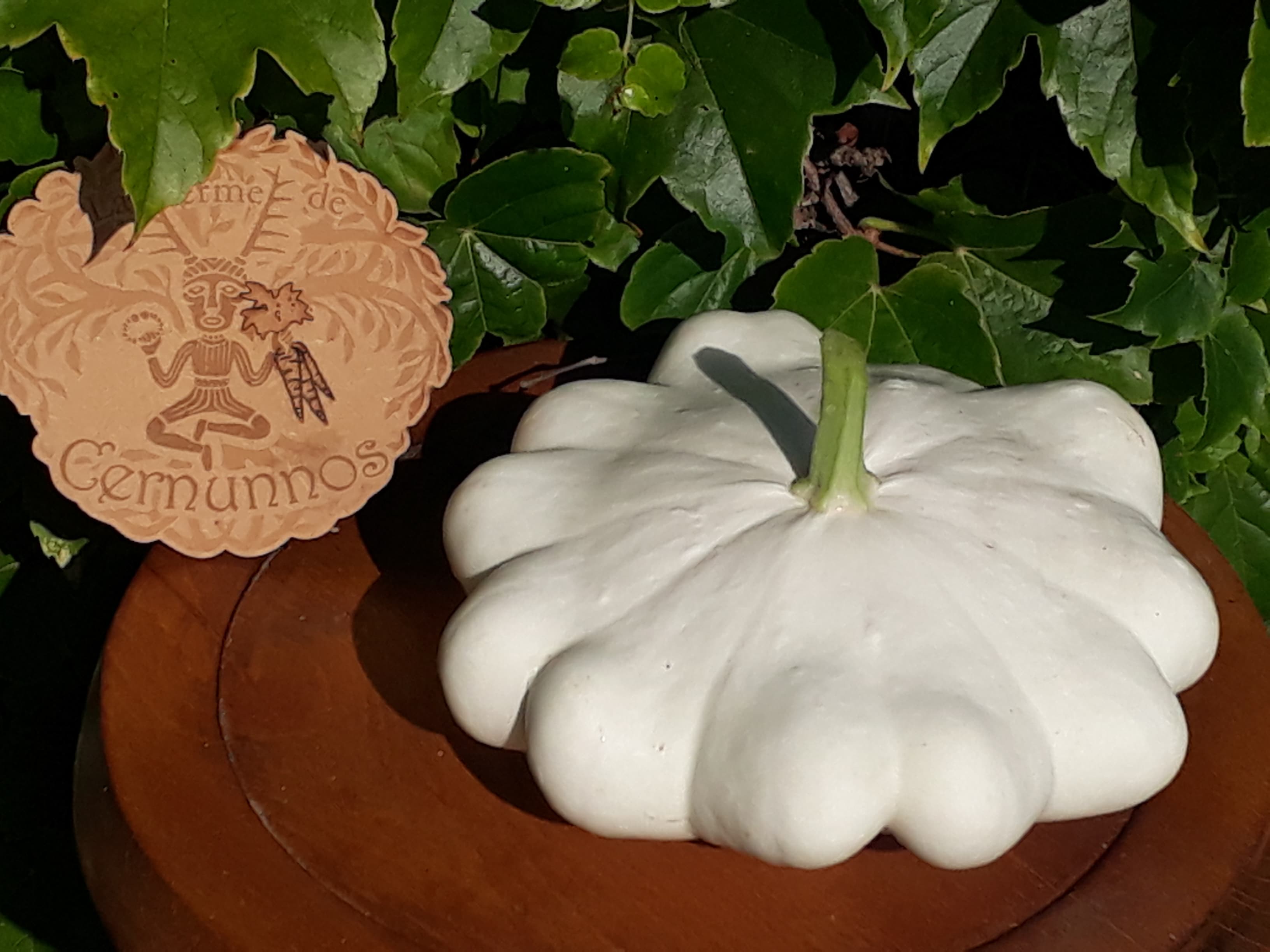 Pâtisson blanc - Image 1