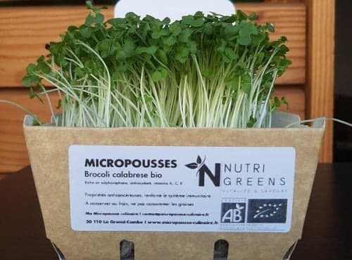 Micro pousses de brocoli bio 8 barquettes