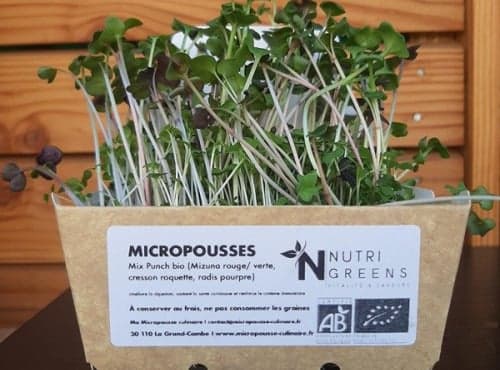 Micropousses Mix Punch bio 4 barquettes