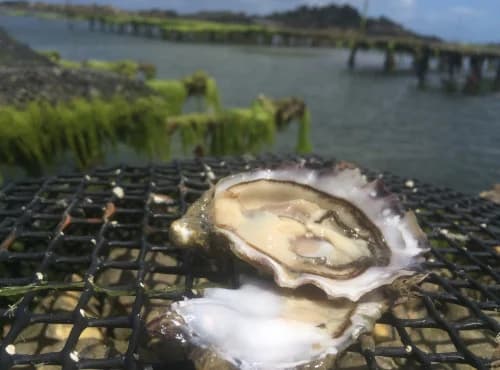 Huîtres Spéciales "fleur De Lys"