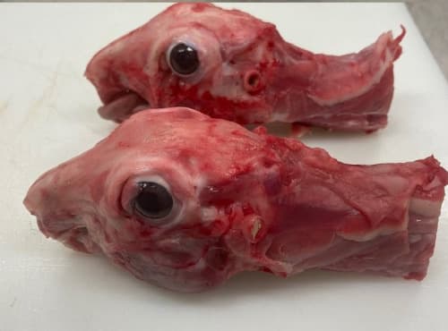 Tête et cou de lapin